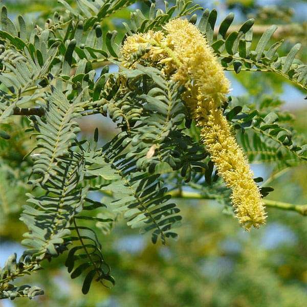 Invasive Control